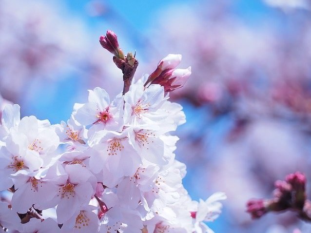 桜の花言葉